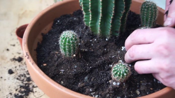 Echinopsis-transplantatie