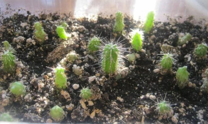 Echinopsis mazuļi katlā