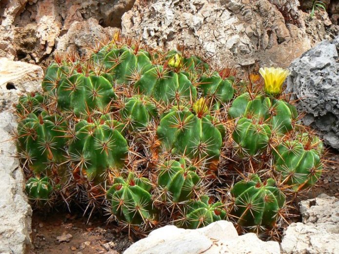 Ferocactus luonnossa