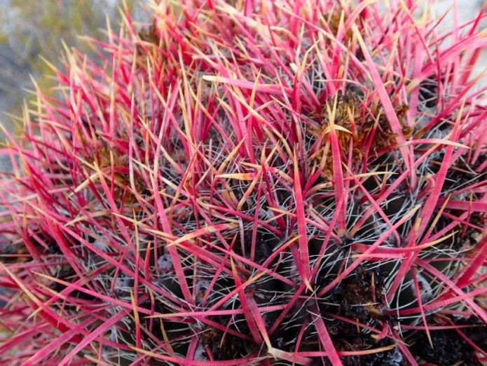 Rosa ferocactus