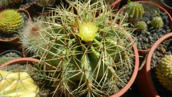 Ferocactus žlutá