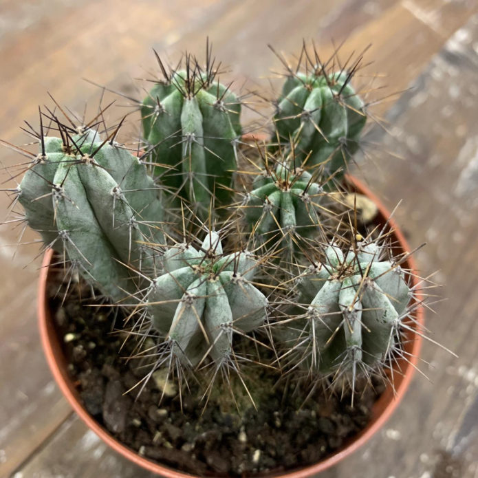 Bebês ferocactus