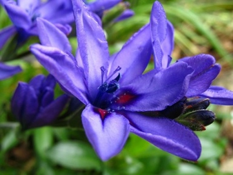 Lyxig babiana: plantera och ta hand om en blomma i din trädgård