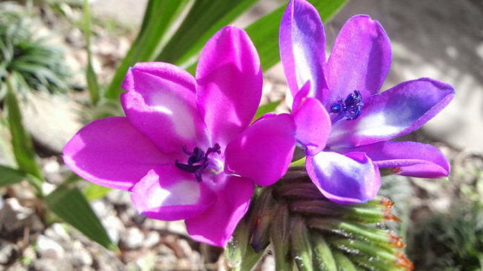 Flor babiana em linha reta