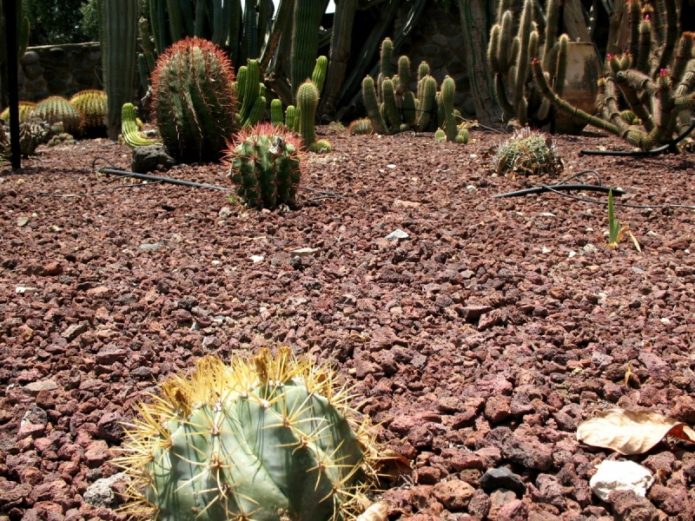 Astrophytum Ornatum in natura