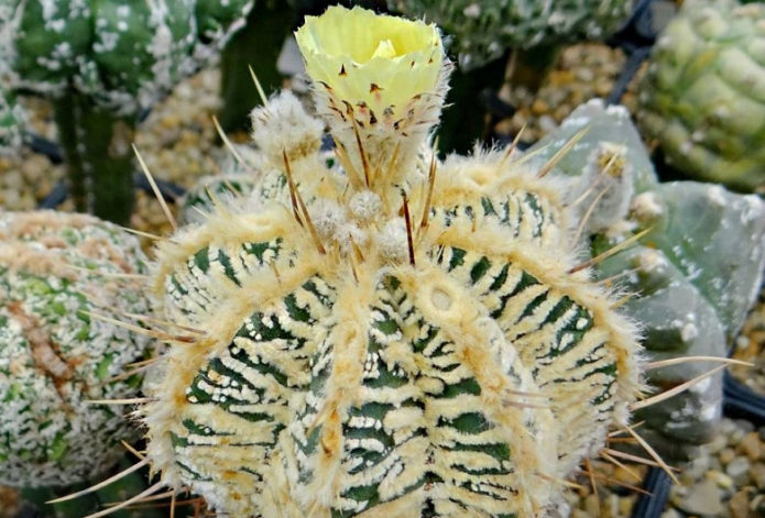 Astrophytum shaggy blooming amarillo