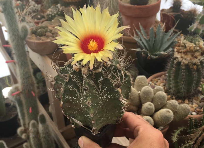 Fioriture di Astrophytum Kabuto