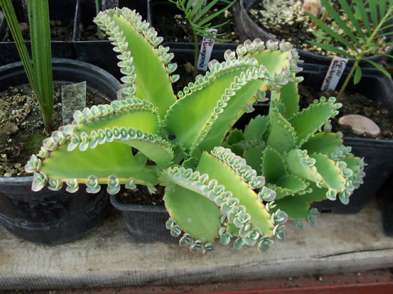 Bryophyllum adalah tumbuhan yang berguna dan indah yang bahkan pemula dapat tumbuh