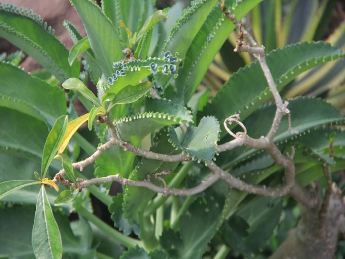 Bryophyllum pierzaste