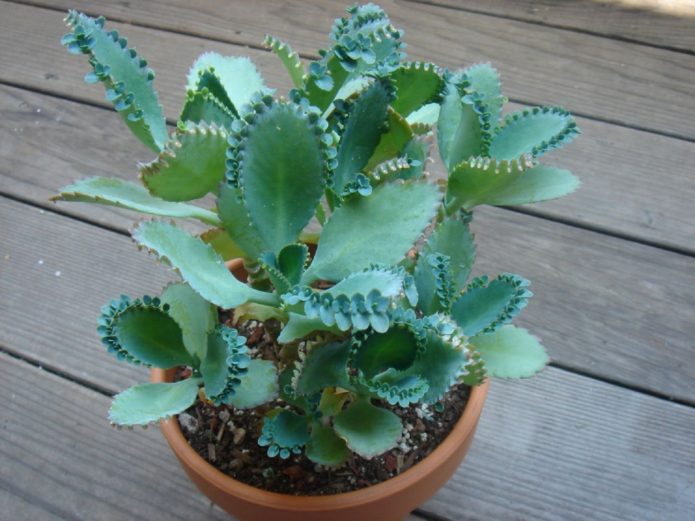 Bryophyllum en una olla