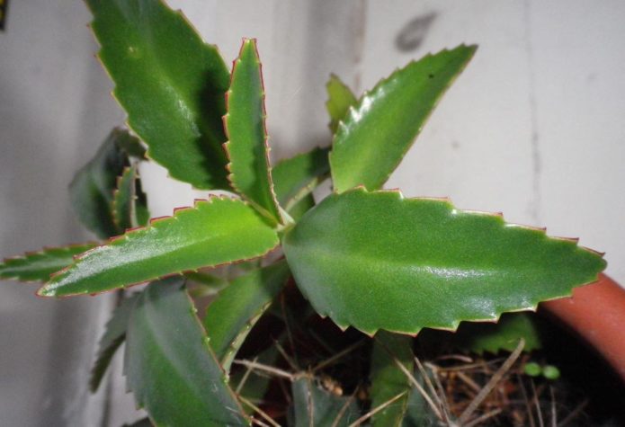 Kalanchoë