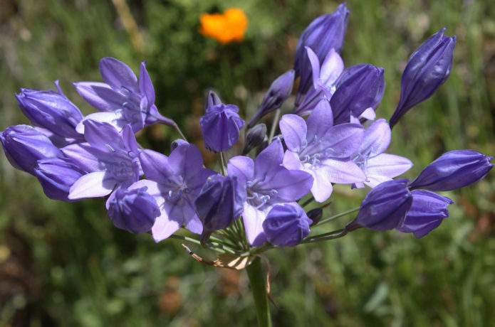 Döende brodiea blommor