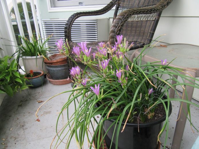 Brodieya en pot à l'extérieur