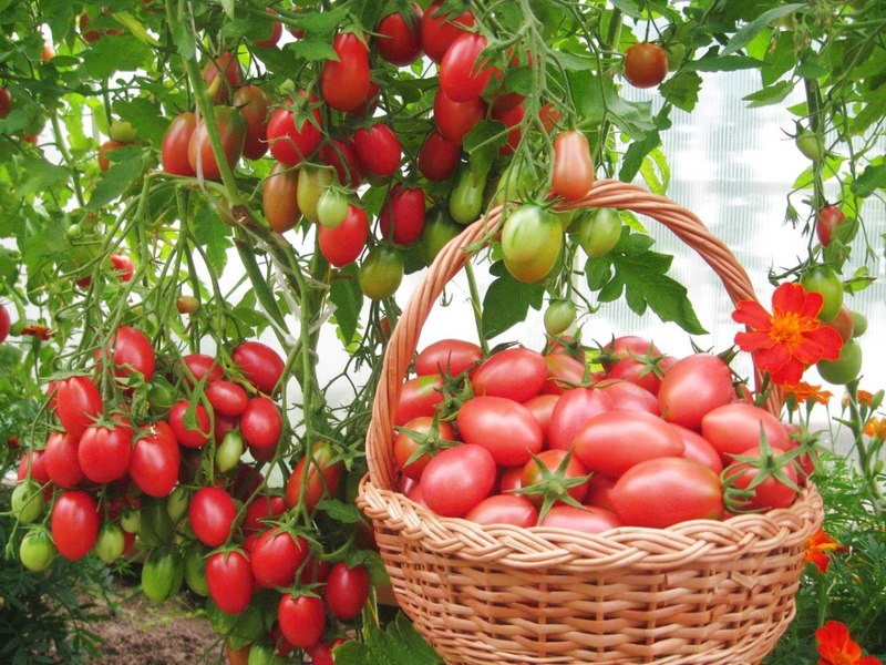 Com cultivar tomàquets de plàtan deliciosos i de forma insòlita