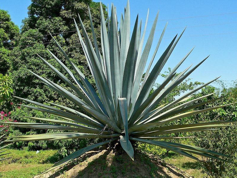 Hogyan termeszthetünk egy mini agave pálmafát otthon: útmutató kezdőknek és tippek a sikeres ápoláshoz