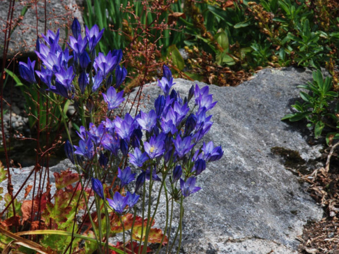 Brodieya nella progettazione del paesaggio