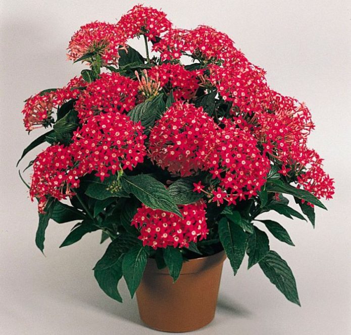 Pentas flower in a pot