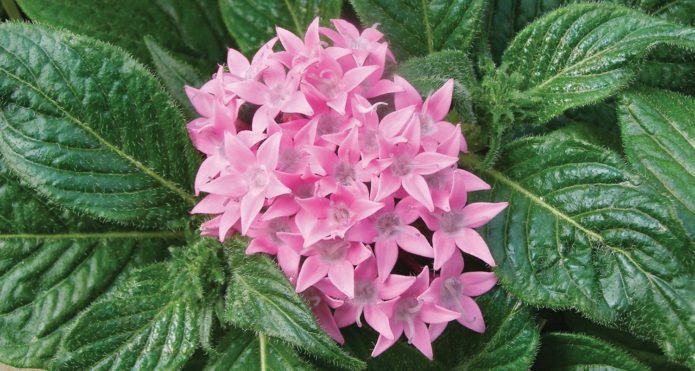 Pentas butterfly