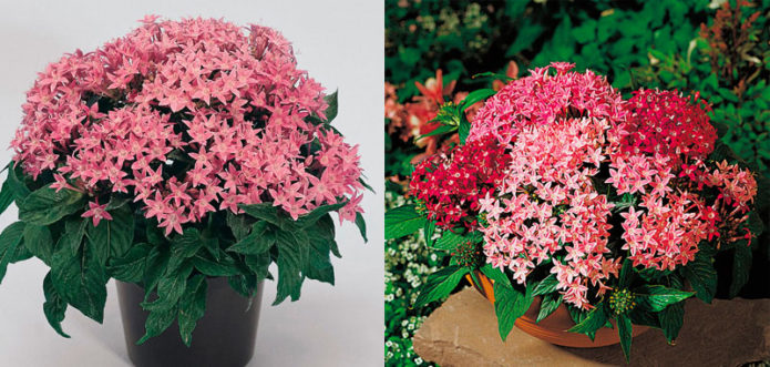 Pentas en fleurs