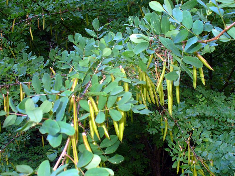 Acácia amarela (árvore caragana) - cultivo e cuidado