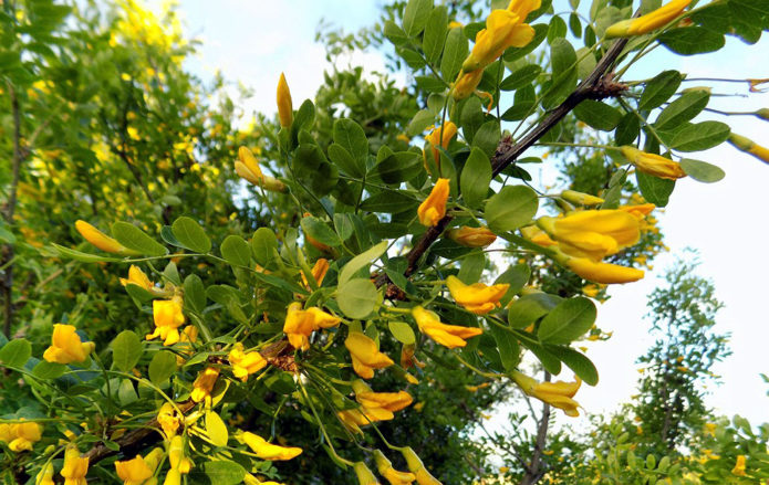 Caragana tree