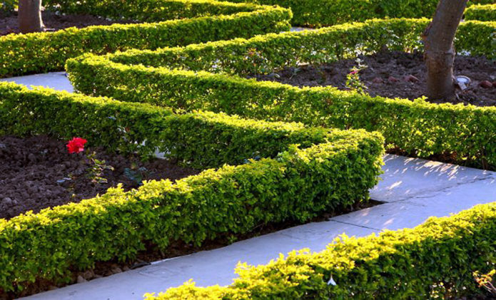 Acacia hedge