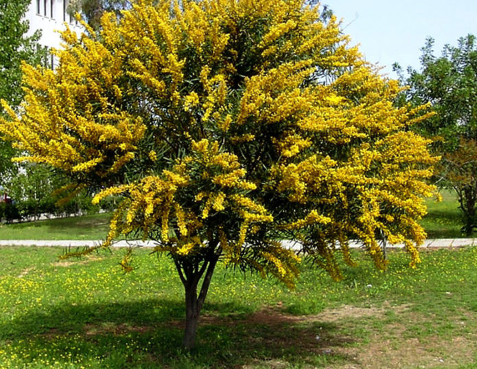 Gele acacia in de tuin