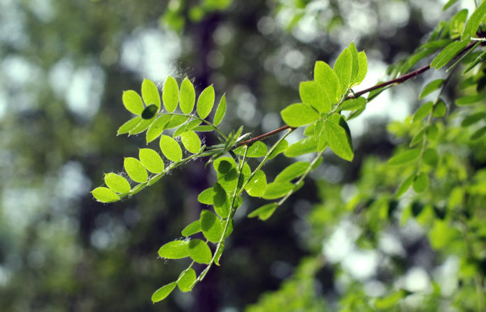 Ramo di acacia