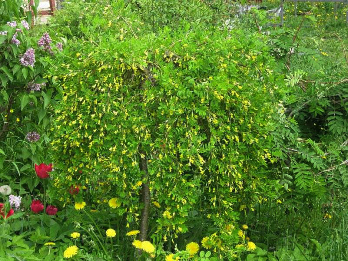 Variedad de acacia Pendula