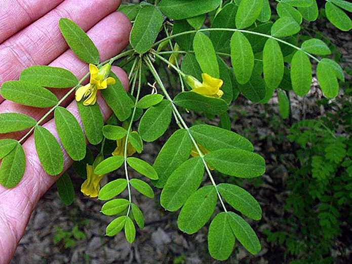 Feuilles d'acacia jaune