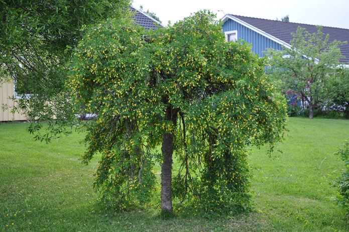 Huilende acacia