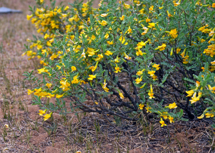 Nana Caragana