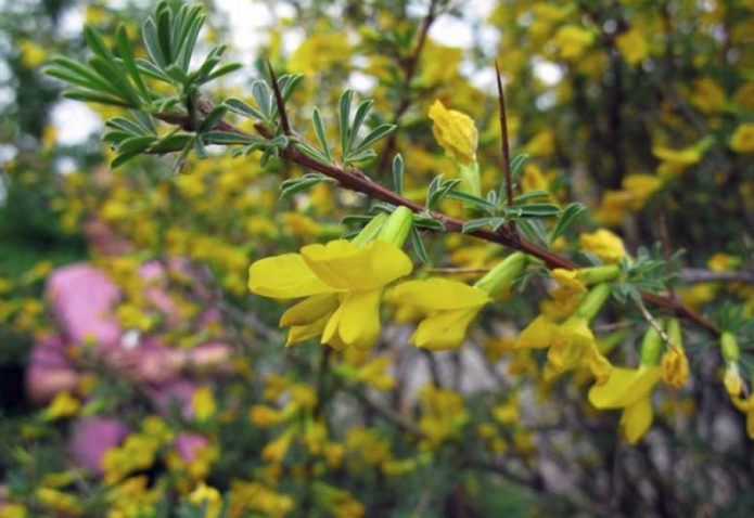 Caragana espinosa