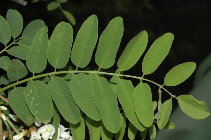 folhas de robinia