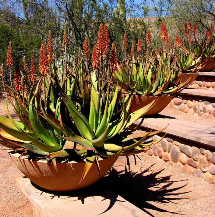 Blühende Agave