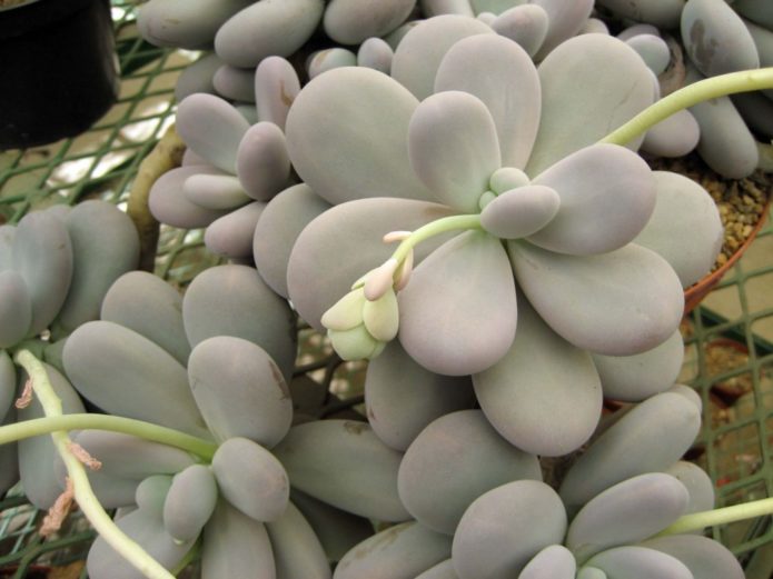 Pachyphytum na may itlog