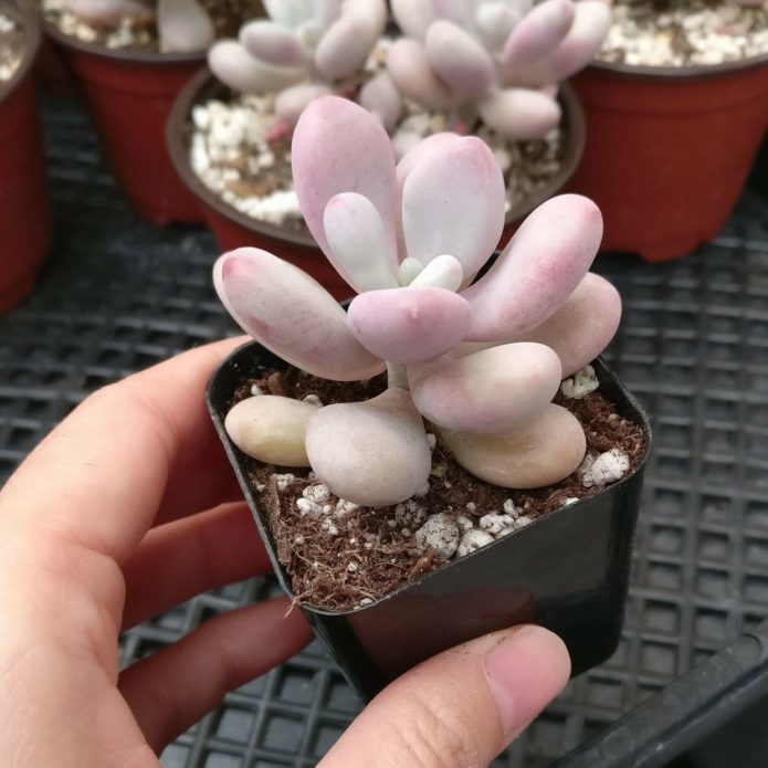 Pachyphytum in einem Topf