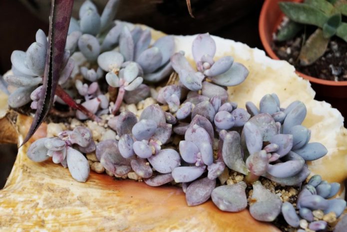 Sappige pachyphytum