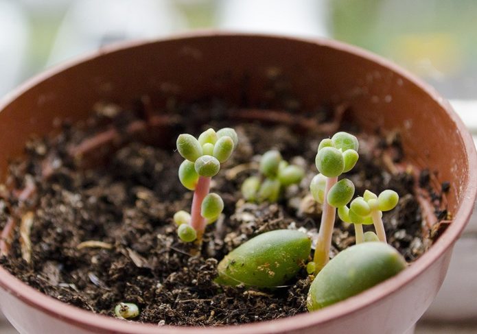 Pachyphytum itää