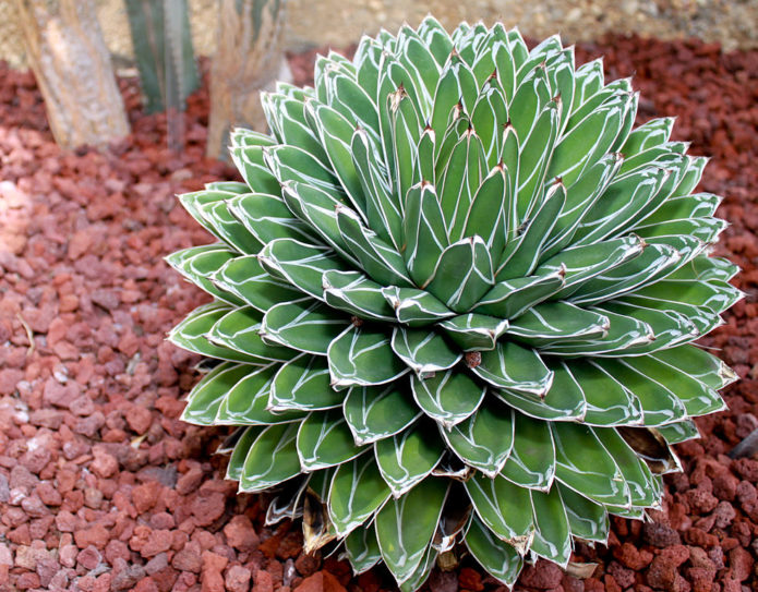 Agave Viktória királynő