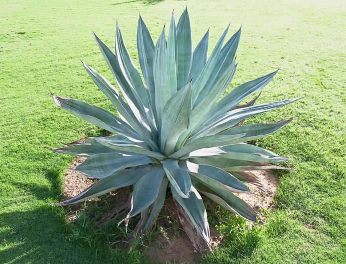 Agave mavisi