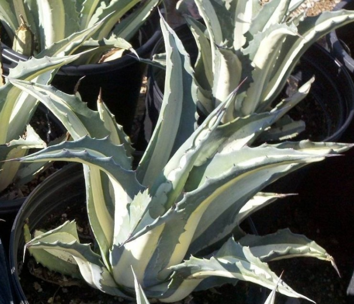 Amerikanische Agave