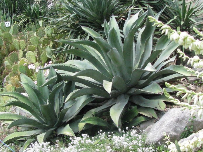 Agave esbranquiçada