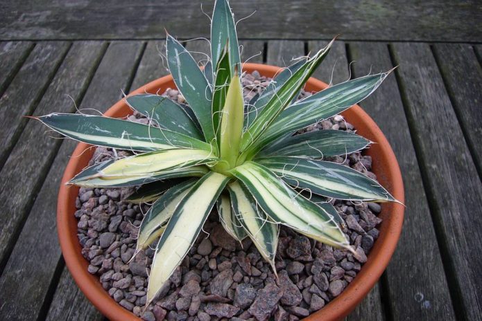 Agave draad