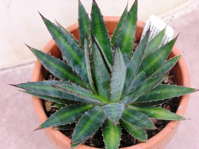 Agave terifiant