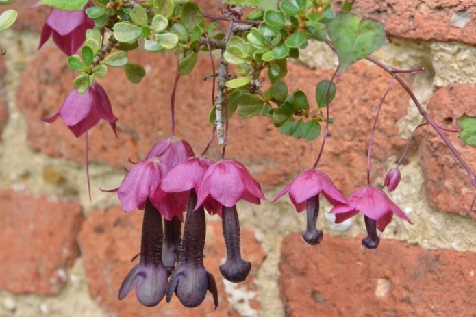 Rhodochiton em paisagismo