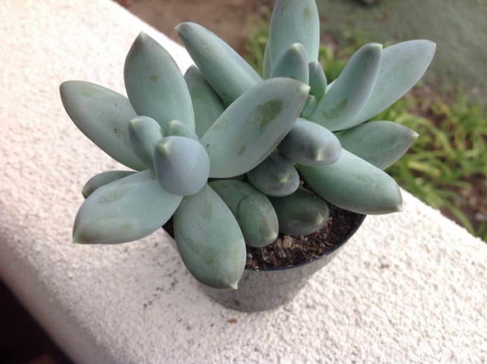 Blåsblad pachyphytum