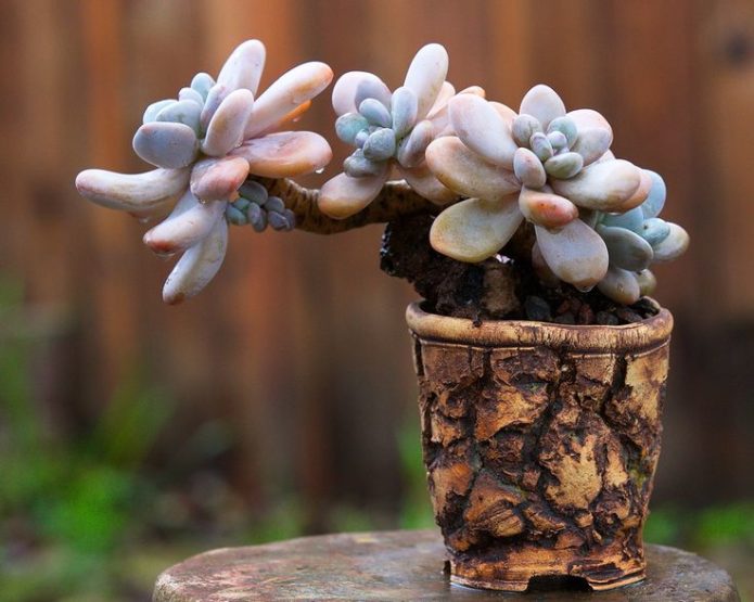 Jajowate pachyphytum w garnku