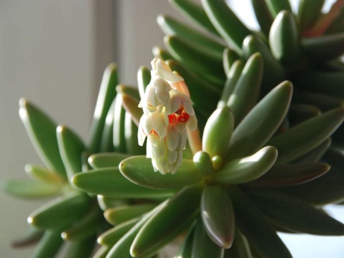 Kwitnące pachyphytum