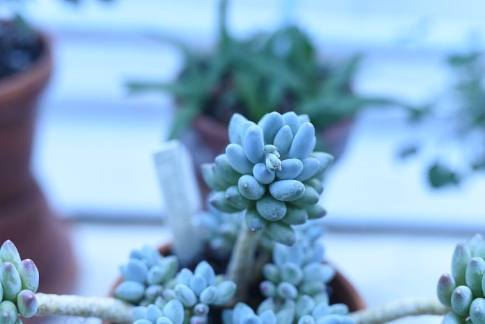 Pachyphytum en el alféizar de la ventana